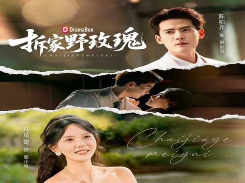 《野玫瑰契約：謝總請按劇本演》線上看合約新娘的甜寵逆襲，虐渣打臉全程高能！